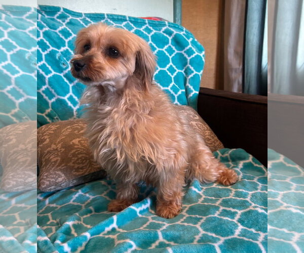Medium Photo #8 Mutt Puppy For Sale in Pacolet, SC, USA