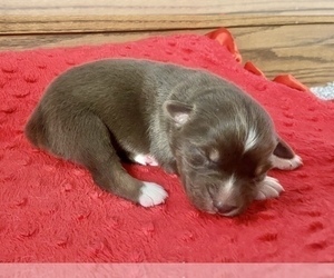 Australian Shepherd Puppy for sale in LODA, IL, USA