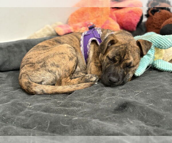 Medium Photo #17 American Staffordshire Terrier Puppy For Sale in Brewster, NY, USA