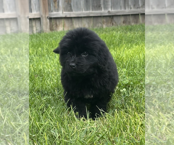 Medium Photo #25 Newfoundland Puppy For Sale in CAMBRIDGE, NE, USA