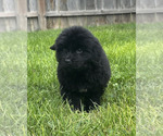 Small #8 Newfoundland
