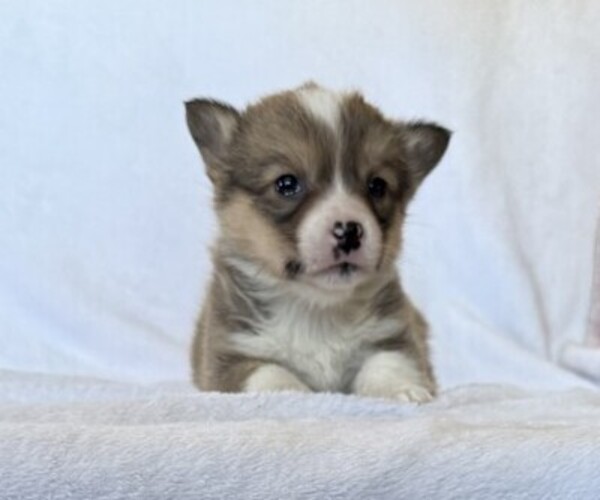 Medium Photo #4 Pembroke Welsh Corgi Puppy For Sale in STANLEY, WI, USA