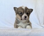 Small #3 Pembroke Welsh Corgi