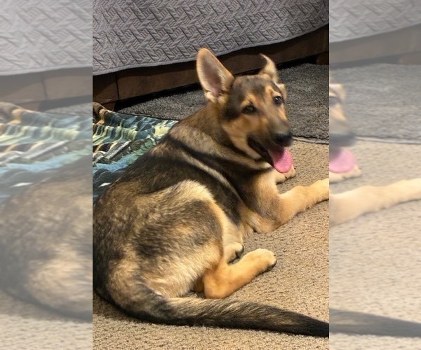 Medium Photo #2 German Shepherd Dog Puppy For Sale in LOGAN, OH, USA