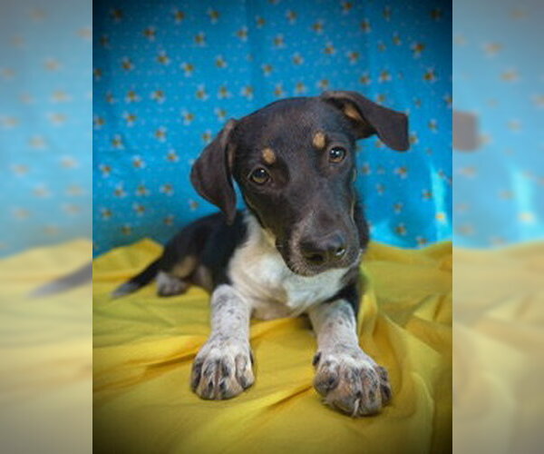Medium Photo #1 Dachshund-Unknown Mix Puppy For Sale in Pleasanton, TX, USA