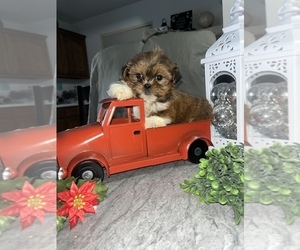 Shorkie Tzu Puppy for sale in TOPEKA, IN, USA