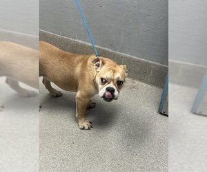 Bulldog-Unknown Mix Dogs for adoption in Las Vegas, NV, USA