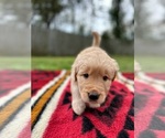 Small Photo #1 Golden Retriever Puppy For Sale in KINGSLAND, GA, USA
