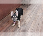 Small Photo #1 German Shepherd Dog Puppy For Sale in PINE MOUNTAIN CLUB, CA, USA