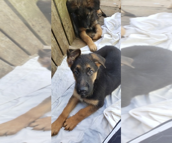 Medium Photo #2 German Shepherd Dog Puppy For Sale in NEWARK, DE, USA
