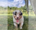 Small #2 Australian Shepherd
