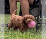Small #13 Goldendoodle (Miniature)