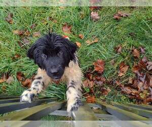 Newfoundland Puppy for sale in SOMERSET, KY, USA