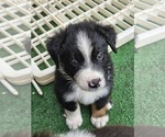 Small Photo #7 Australian Shepherd Puppy For Sale in NELSON, VA, USA