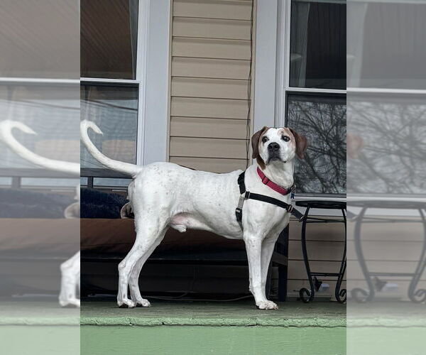 Medium Photo #9 Coonhound-Unknown Mix Puppy For Sale in Springdale, PA, USA