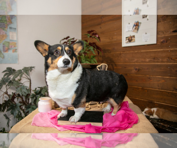 Medium Photo #2 Pembroke Welsh Corgi Puppy For Sale in WAKARUSA, IN, USA