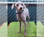 Small Poodle (Miniature)
