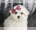 Puppy Frostine Maltese
