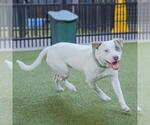 Small #1 American Staffordshire Terrier Mix