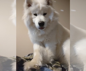 Father of the Samoyed puppies born on 06/15/2023