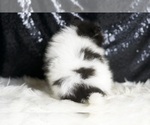 Small #6 Pomeranian