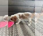 Small Photo #2 Cavalier King Charles Spaniel Puppy For Sale in VALLEY CITY, OH, USA