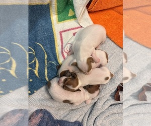 Dachshund Puppy for Sale in ASHLAND, Nebraska USA