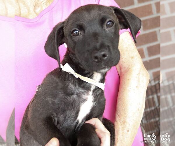 Medium Photo #3 Dachshund-Retriever  Mix Puppy For Sale in Washington, DC, USA