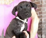 Small #2 Dachshund-Retriever  Mix
