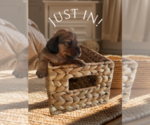 Puppy Puppy 6 Dachshund