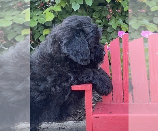 Medium Photo #3 Lhasa-Poo Puppy For Sale in CANOGA, NY, USA