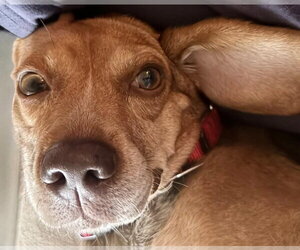 Asia - Female Beagle Dog for Adoption - Photo #15
