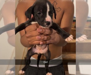 American Staffordshire Terrier Puppy for sale in PROVIDENCE, RI, USA