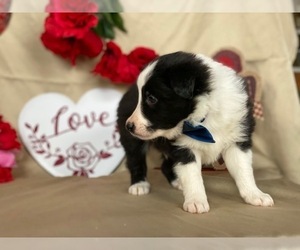 Border Sheepdog Puppy for sale in LANCASTER, PA, USA