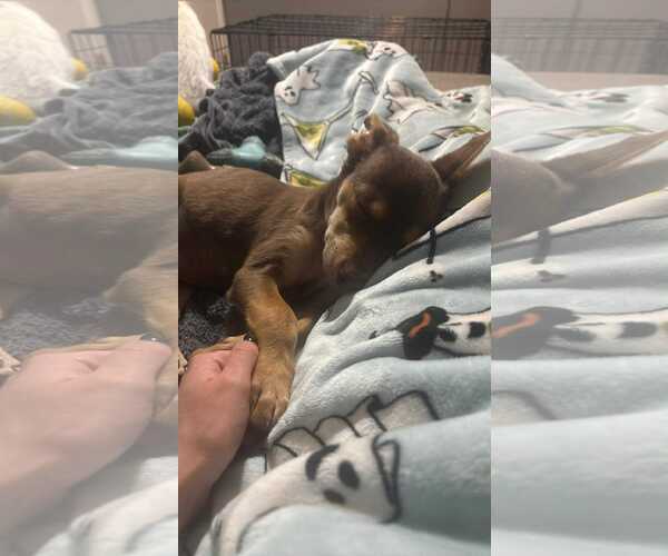 Medium Photo #3 Mutt Puppy For Sale in Coralville, IA, USA