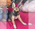 Small #6 German Shepherd Dog Mix