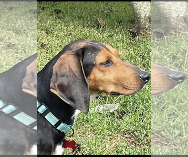 Medium Photo #11 Black and Tan Coonhound Puppy For Sale in Westminster, MD, USA