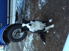 Small Photo #1 Border Collie-Mc Nab Mix Puppy For Sale in COLTON, OR, USA