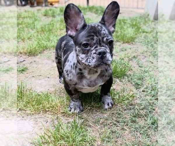 Medium Photo #3 French Bulldog Puppy For Sale in CARTHAGE, TX, USA