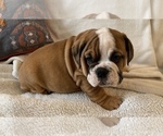Small Photo #6 English Bulldog Puppy For Sale in JOHNS ISLAND, SC, USA
