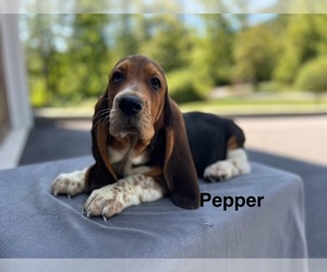 Basset Hound Puppy for sale in DENVER, PA, USA