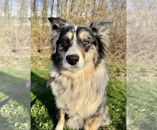 Medium Photo #4 Australian Shepherd-Unknown Mix Puppy For Sale in Yardley, PA, USA