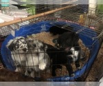 Small Photo #9 Australian Shepherd Puppy For Sale in SUNNYVALE, CA, USA