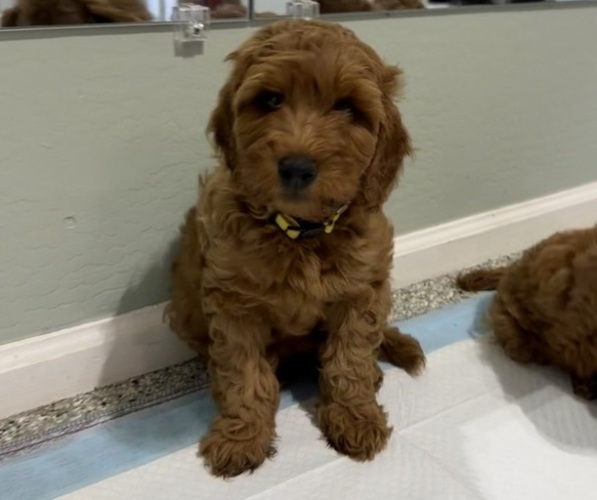 Medium Photo #1 Irish Doodle (Miniature) Puppy For Sale in PHOENIX, AZ, USA