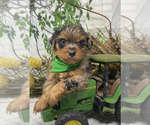 Small Photo #20 Shorkie Tzu Puppy For Sale in SELLERSBURG, IN, USA
