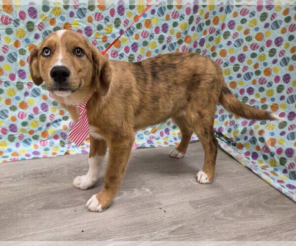 Medium Photo #2 Australian Retriever Puppy For Sale in Attalka, AL, USA