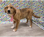 Small #1 Australian Retriever