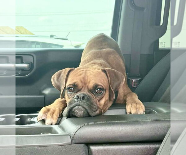 Medium Photo #1 Boxer Puppy For Sale in Dumont, NJ, USA