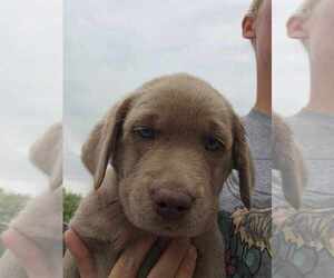 Labrador Retriever Puppy for sale in ROYAL CITY, WA, USA