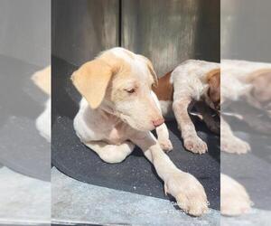 American Staffordshire Terrier-Unknown Mix Dogs for adoption in San Antonio, TX, USA